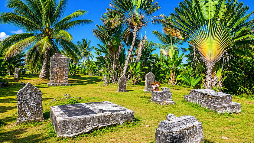 Old, weathered stone gravestones in a grassy clearing surrounded by unique, fan-shaped traveler's palm trees under a clear blue sky.