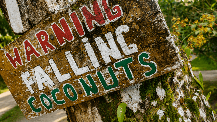 coconuts cropped